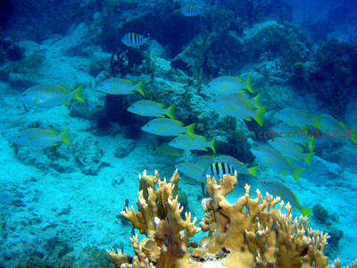 珊瑚礁群中鱼群悠游觅食