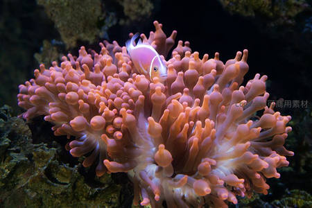 小丑鱼藏身粉色海葵之中
