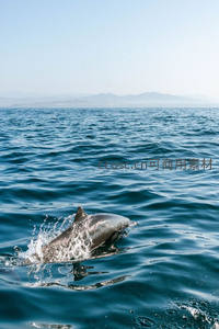 海豚跃出蔚蓝海面，溅起晶莹水花
