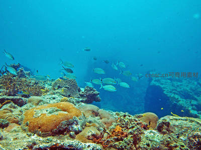 水下珊瑚礁生态系统，鱼群悠游其间