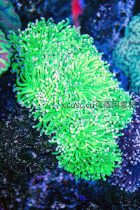 荧光绿海葵在深海中绽放如花朵般美丽