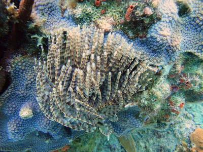 海底羽星绽放如扇形花冠