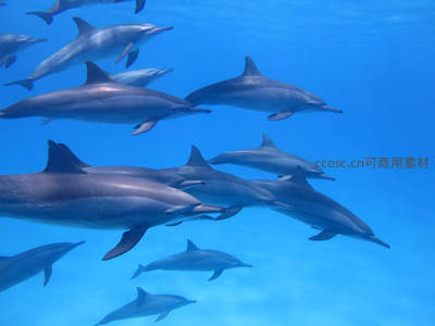 海豚群在蔚蓝海域自由畅游