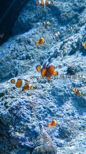 珊瑚礁中小丑鱼群嬉戏
