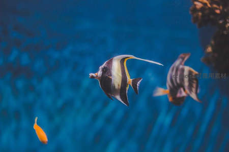深蓝水域中的黑白蝴蝶鱼