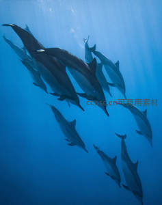 阳光穿透碧海的海豚编队