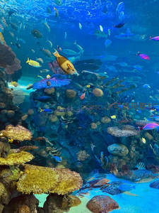 珊瑚礁生态水族馆内鱼群穿梭