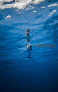 海豚跃出水面瞬间，水花四溅