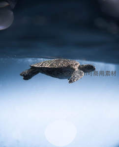 海龟悠游浅海，背甲清晰可见