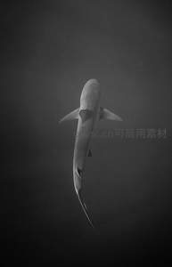 黑白鲨鱼俯视图，神秘威严