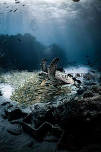 海龟穿梭珊瑚礁，鱼群环绕