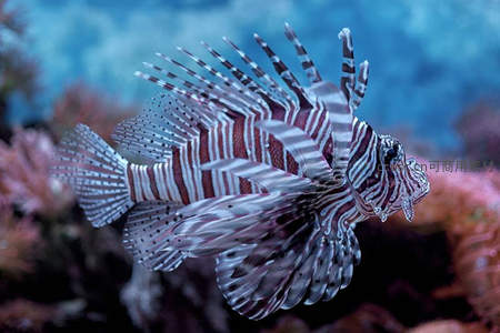 条纹狮子鱼珊瑚礁巡游