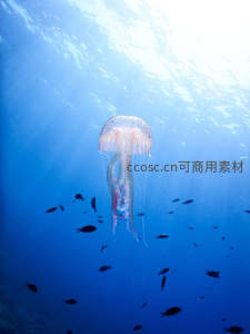 深海水母沐浴阳光，鱼群环绕如梦似幻