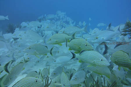 珊瑚礁旁鱼群密集游弋，生机勃勃的海底世界