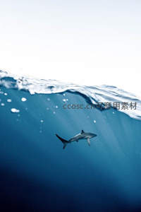 鲨鱼潜行水面之下，波光粼粼映衬孤影