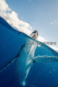 蓝鲸破水而出，天空与深海的壮丽交汇