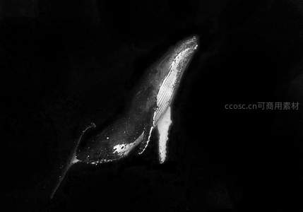 黑白航拍视角下的鲸鱼破浪前行