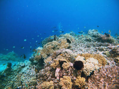 珊瑚礁生态系统生机勃勃，鱼群环绕