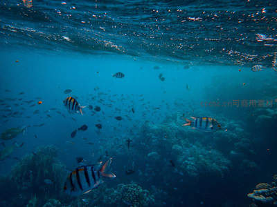 水下鱼群在波光粼粼海面下游弋
