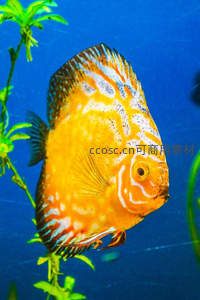 橙白花纹神仙鱼悠游水草间