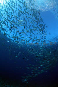 成群鱼群在蔚蓝海底形成漩涡