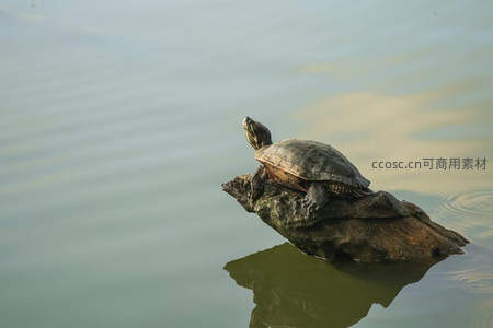 静谧湖面乌龟晒背，享受午后阳光