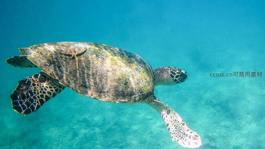 海龟背上栖息着一只小海星，悠游于碧蓝海水之中