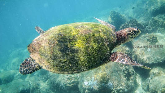 绿藻覆盖的海龟在珊瑚礁间穿行，展现海洋生态之美