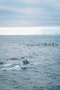 鲸鱼尾鳍拍打海面溅起水花