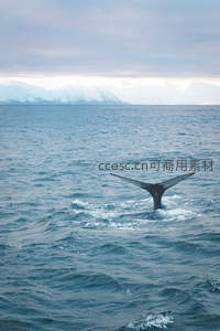鲸鱼尾鳍高高翘起划破海面