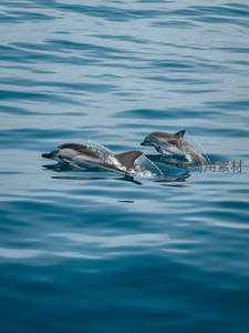 双豚共舞碧海间溅起水花