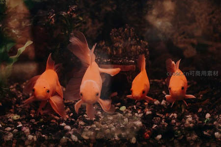 金鱼成群悠游水族箱底砾石间