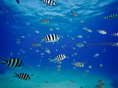 条纹鱼群穿梭蔚蓝海底世界