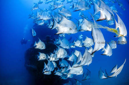 银色鱼群在深蓝海域中集体巡游