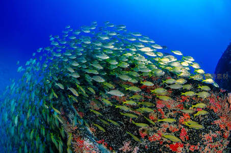 鱼群环绕珊瑚礁形成壮观水下漩涡