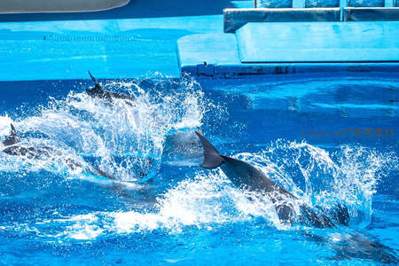 海豚跃出水面溅起晶莹水花