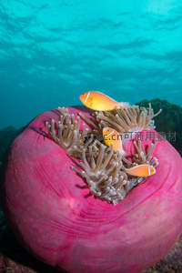 小丑鱼栖息粉红海葵，海底世界色彩斑斓