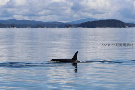 虎鲸破浪而出，背鳍划开宁静海面