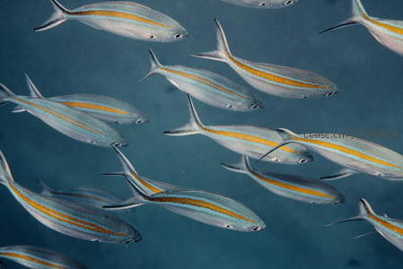 银黄条纹鱼群水中列队游弋
