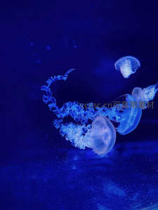 蓝色荧光水母深海曼舞