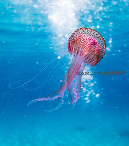 粉斑水母浮游气泡间