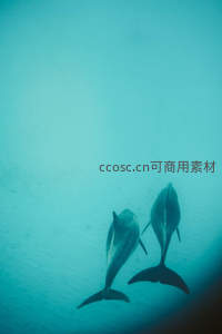 双豚共舞碧波间，尾影划破清澈海水