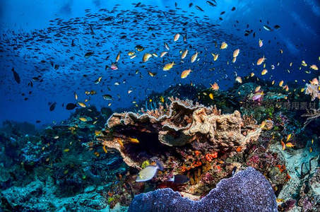 深蓝海域鱼群穿梭，珊瑚礁生机勃勃