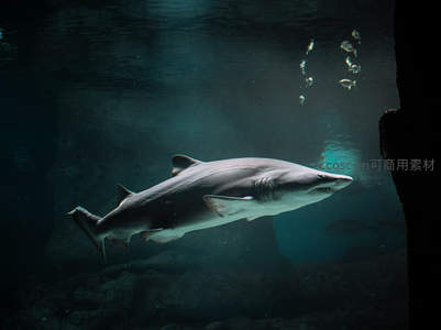 水族馆鲨鱼悠然游弋