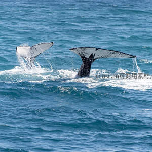 鲸鱼尾鳍拍打碧蓝海面