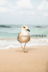 沙滩上的小海鸥凝望远方