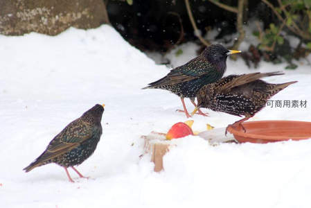 雪地里的椋鸟正在觅食