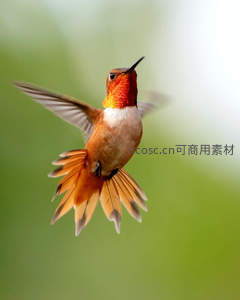 橙红蜂鸟悬停空中展翅瞬间