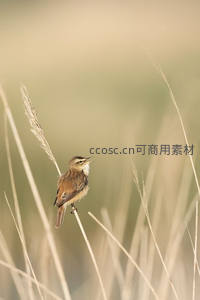 芦苇丛中小鸟静立引吭高歌