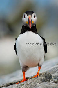 海鹦直视镜头，橙喙黑羽萌态十足